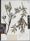 Foto von Salix lapponum L.